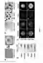 Fig. 02 - METHODS AND COMPOSITIONS USING FGF-9 TO ENHANCE NEOVASCULARIZATION AND REGENERATION