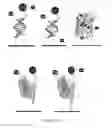 Fig. 33 - Methods and compositions for altering photophysical properties of fluorophores via proximal quenching