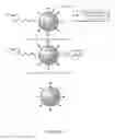 Fig. 45 - Methods and compositions for altering photophysical properties of fluorophores via proximal quenching