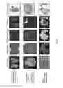Fig. 09 - Multimodal particles, methods and uses thereof