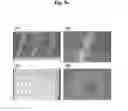 Fig. 08 - Microstructure-based drug delivery system comprising microporous structure
