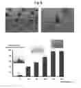 Fig. 16 - Microstructure-based drug delivery system comprising microporous structure