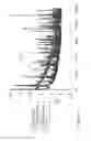 Fig. 09 - WOUND TREATMENT