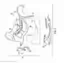 Fig. 04 - Hockey skate
