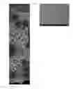 Fig. 01 - Porous polymer flat-sheet membrane