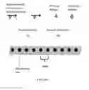 Fig. 16 - SURFACE MEDIATED SYNTHESIS OF POLYNUCLEOTIDES, POLYPEPTIDES AND POLYSACCHARIDES AND RELATED MATERIALS, METHODS AND SYSTEMS