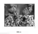 Fig. 06 - Synthesis of ZSM-5
