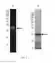 Fig. 08 - EXTRACTION METHOD FOR HYDROPHILIC RECOMBINANT PROTEIN