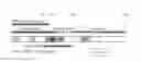 Fig. 01 - PEPTIDE APTAMERS THAT BIND TO THE REP PROTEINS OF SSDNA VIRUSES