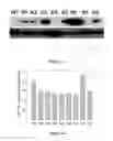 Fig. 20 - Mutant NGAL proteins and uses thereof