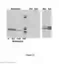 Fig. 41 - Mutant NGAL proteins and uses thereof