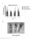 Fig. 49 - Mutant NGAL proteins and uses thereof