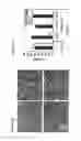 Fig. 33 - NOTCH-BASED FUSION PROTEINS AND USES THEREOF