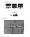 Fig. 35 - NOTCH-BASED FUSION PROTEINS AND USES THEREOF