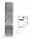 Fig. 43 - NOTCH-BASED FUSION PROTEINS AND USES THEREOF