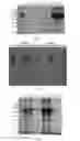 Fig. 02 - Chromatographic method for isolating and purifying high-purity recombined human serum albumin