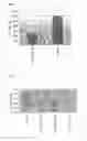 Fig. 09 - Antibodies to TNFα