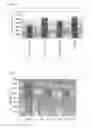 Fig. 13 - Antibodies to TNFα