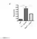 Fig. 28 - COMPOSITIONS AND METHODS FOR REGULATING ERYTHROPOIESIS