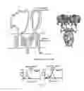 Fig. 07 - Antibodies which bind to epithelial membrane protein 2 (EMP2)