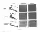 Fig. 11 - Antibodies which bind to epithelial membrane protein 2 (EMP2)