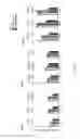 Fig. 12 - Antibodies which bind to epithelial membrane protein 2 (EMP2)