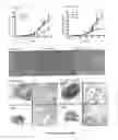 Fig. 18 - Antibodies which bind to epithelial membrane protein 2 (EMP2)