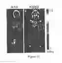 Fig. 22 - Antibodies which bind to epithelial membrane protein 2 (EMP2)