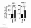 Fig. 14 - IDENTIFICATION AND USE OF NEW TUMOR-PROMOTING GENE IN HEMATOLOGICAL MALIGNANCIES