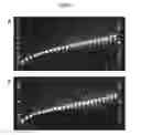 Fig. 08 - Compositions and methods for creating altered and improved cells and organisms