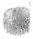 Fig. 04 - MiRNA modulators of thermogenesis