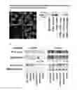 Fig. 02 - Gene Silencing by Single-Stranded Polynucleotides