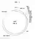 Fig. 02 - MICROORGANISM HAVING ENHANCED PRODUCTIVITY OF SUCCINATE AND METHOD OF PRODUCING SUCCINATE USING THE SAME
