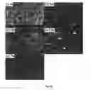 Fig. 27 - Process for the electrochemical deposition of a semiconductor material