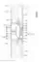 Fig. 09 - Hinge device for a folding door