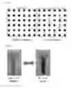 Fig. 04 - COLORMETRIC SENSOR DETECTING ANALYTES WITH VISUAL EXAMINATION