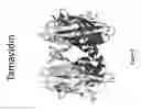 Fig. 06 - Labeled nucleotide analogs having protein shields
