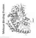 Fig. 08 - Labeled nucleotide analogs having protein shields
