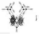 Fig. 22 - Labeled nucleotide analogs having protein shields