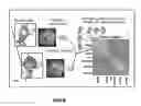 Fig. 09 - BRAIN INFORMATION PROCESSING APPARATUS AND BRAIN INFORMATION PROCESSING METHOD