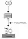Fig. 01 - DEPOSITION OF ELECTRICALLY CONDUCTIVE POLYMERS