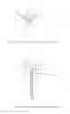Fig. 03 - Sample preparation and nanoelectrospray ionization mass spectrometry