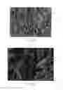 Fig. 05 - Composite active material