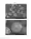 Fig. 04 - MANUFACTURING METHOD OF POSITIVE ACTIVE MATERIAL PRECURSOR FOR SODIUM RECHARGEABLE BATTERIES, POSITIVE ACTIVE MATERIAL PRECURSOR FOR SODIUM RECHARGEABLE BATTERIES MADE BY THE SAME, AND MANUFACTURING METHOD OF POSITIVE ACTIVE MATERIAL FOR SODIUM RECHARGEABLE BATTERIES, POSITIVE ACTIVE MATERIAL FOR SODIUM RECHARGEABLE BATTERIES MADE BY THE SAME