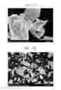 Fig. 09 - Negative electrode active material for non-lithium secondary battery, method of preparing the same, negative electrode for non-lithium secondary battery including the same, and non-lithium secondary battery including the negative electrode