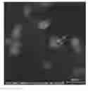 Fig. 01 - Method for fabricating core-shell particles supported on carrier and core-shell particles supported on carrier fabricated by the same