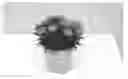 Fig. 01 - Dianthus Plant Named 'KLEDP14205'