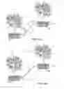 Fig. 07 - Plant with differential altitude and distributed root system, elevating facade including a plant with distributed root system and methods of producing the plant and facade