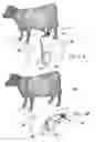Fig. 08 - Valve block for a backflushing and teat dip applicator system