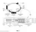 Fig. 06 - Electrocardiogram watch clasp